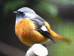 【生きもの大好き】ジョウビタキ 野鳥園の代表選手のよう
