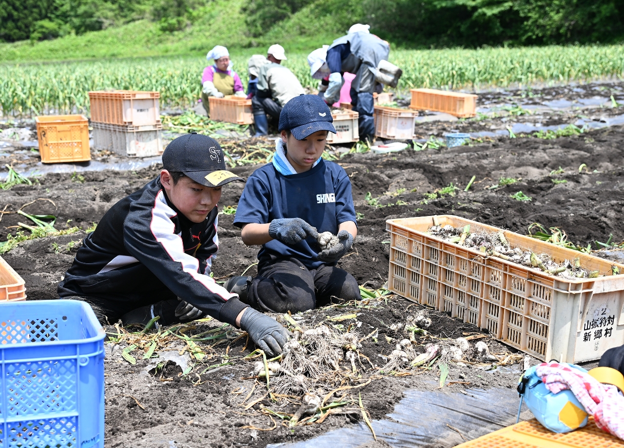 集中してニンニクの収穫作業に取り組む生徒