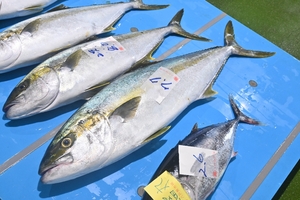 旬だより「ヒラマサ」(6月18日、八戸市第2魚市場)