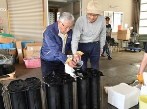 稚ナマコに“ゆりかご”!? 生存率向上へ「中間育成」実験/横浜町漁協