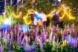 夜のルピナスも魅力的　鯉艸郷、恒例のライトアップ／十和田