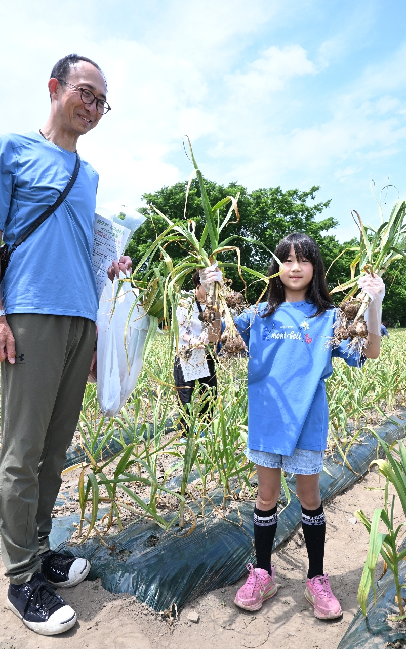 生ニンニク、こりゃたまらん 一大産地で人気の収穫祭/田子