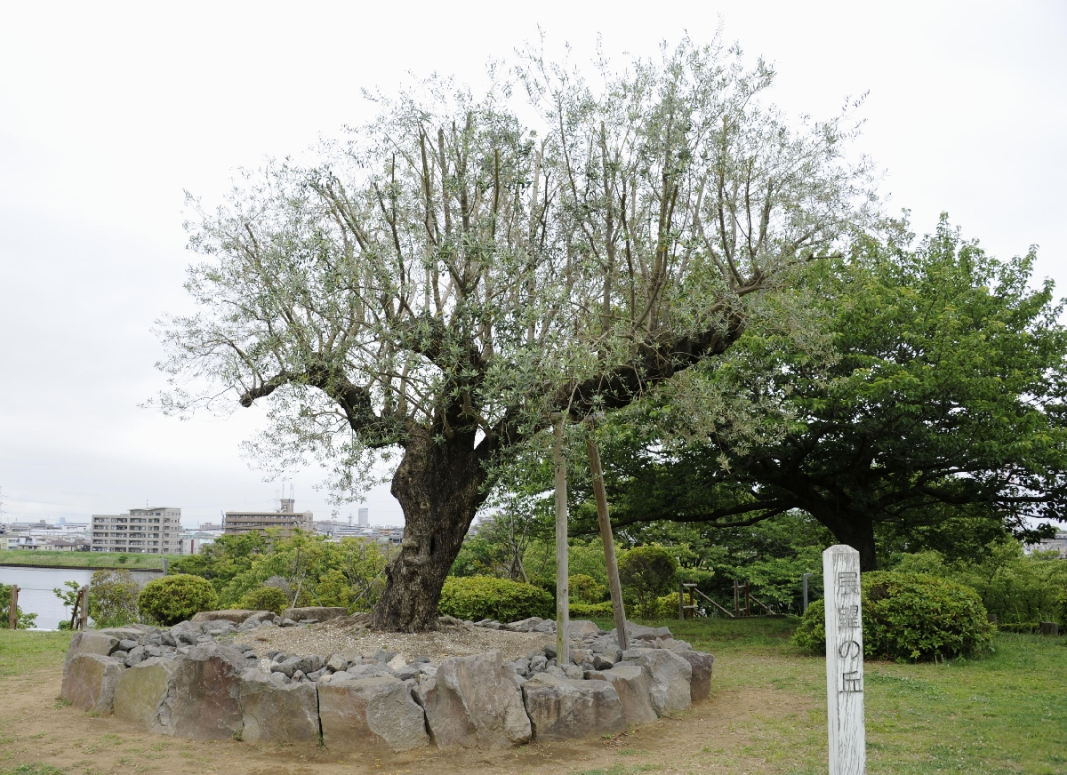 　なぎさ公園の「展望の丘」＝東京都江戸川区