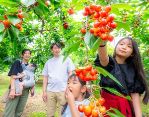 果樹の里で美味な初夏を 恒例のサクランボ狩りスタート/南部町
