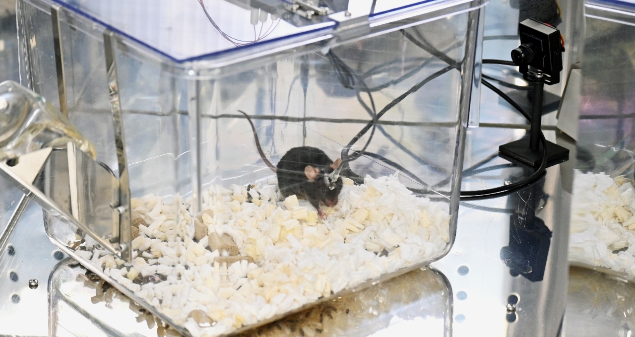 実験用のマウス。脳波を計測できる装置を取り付けている