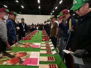 青森ハートビート過去最高9粒45万円/南部町営卸売市場でジュノハート初競り