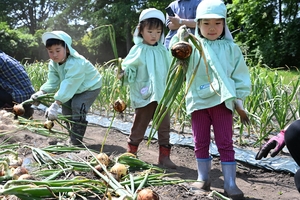 「タマネギ、すごく大きい」 五戸カトリック幼稚園児が収穫体験