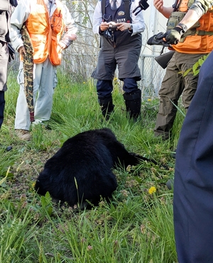 【クマ緊急銃猟】青森県内3件、3頭駆除 初の事例は八戸