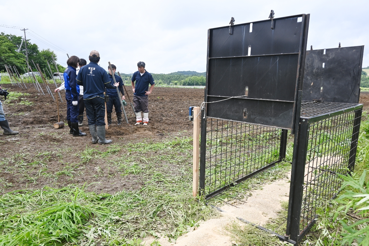 ナガイモの種芋の食害があった畑に設置された箱わな=23日、十和田市
