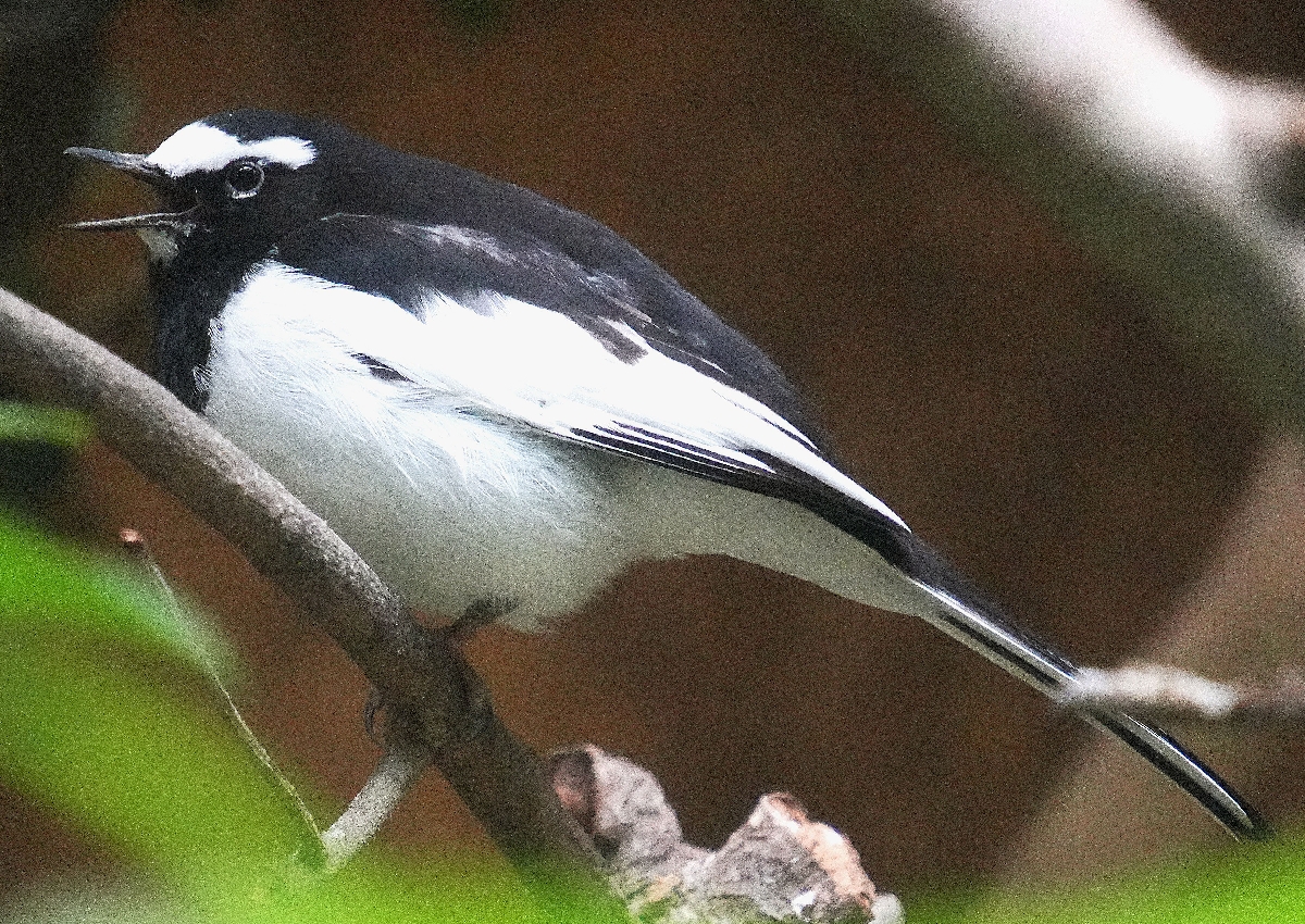 えだの上にいるセグロセキレイ=愛知県豊橋市の豊橋総合動植物公園