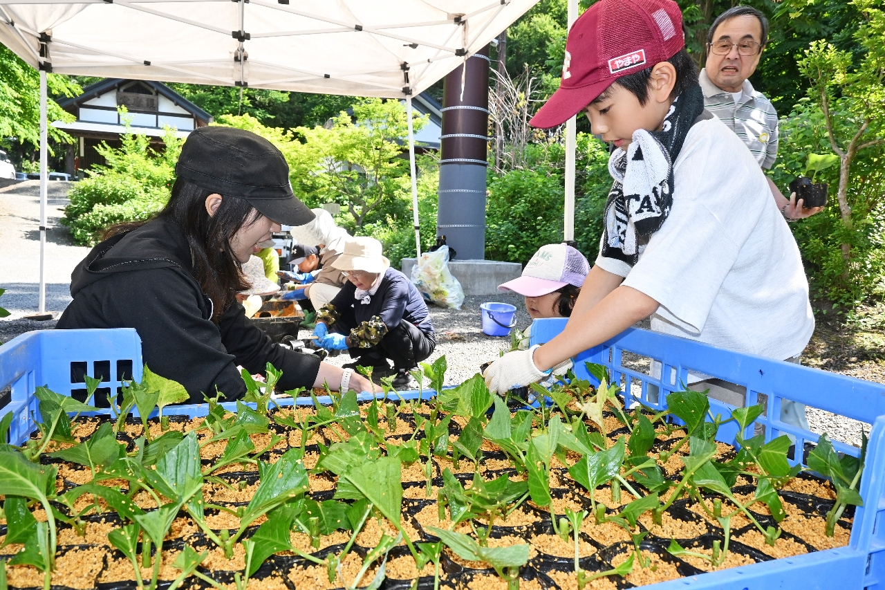 天台寺でアジサイの苗作りをする参加者
