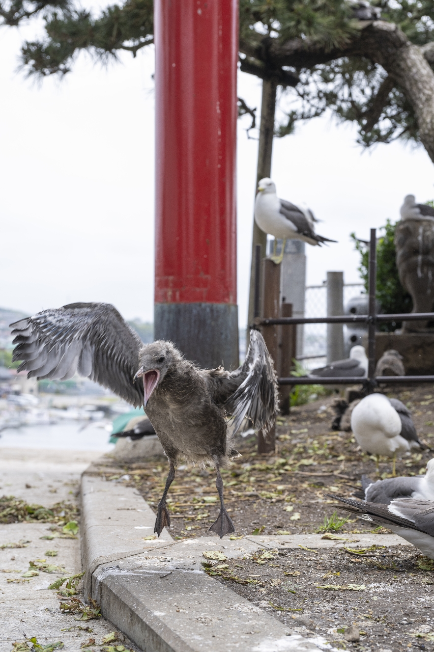 巣立ちを前に羽ばたきを繰り返すひな=23日、八戸市の蕪嶋神社