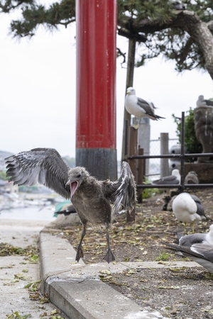 ウミネコ、巣立ちの準備 八戸・蕪島