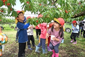 もぎたてサクランボおいしいよ 西舘農園で園児招きパーティー/南部町