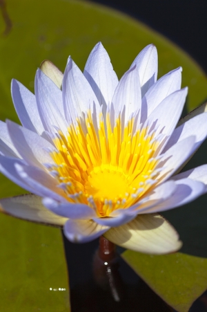 【世界おもしろ植物の旅】夏の水辺にさくスイレン ボツワナのしっちの花々《📸×4》