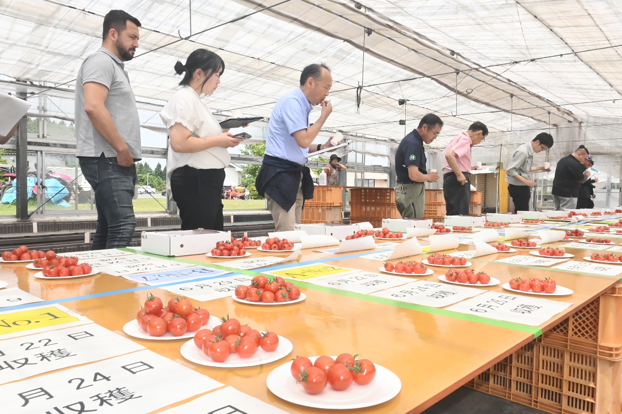 ミニトマトの食味や形、色付きなどを審査する関係者=30日、八戸市