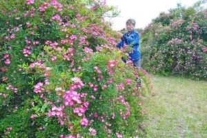 ピンクと白の花、鮮やかに　おいらせのバラ園で「安曇野」見頃