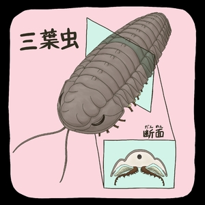 【古代のモンスター】三葉虫、3億年近く繁栄 おなか側に脚がたくさん