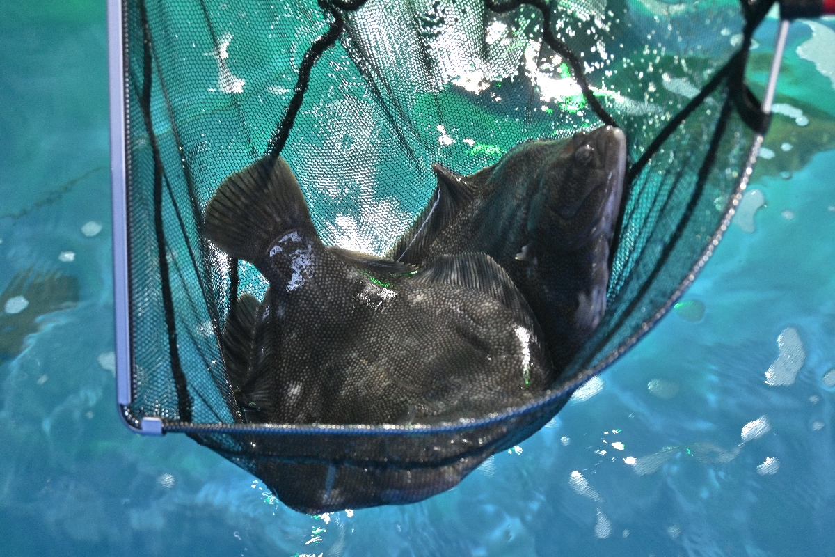 養殖場で飼育されるマツカワ=1日、八戸市新湊1丁目