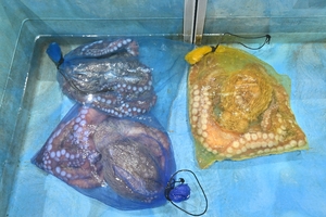 旬だより「ミズダコ」(7月2日・八戸市第2魚市場)