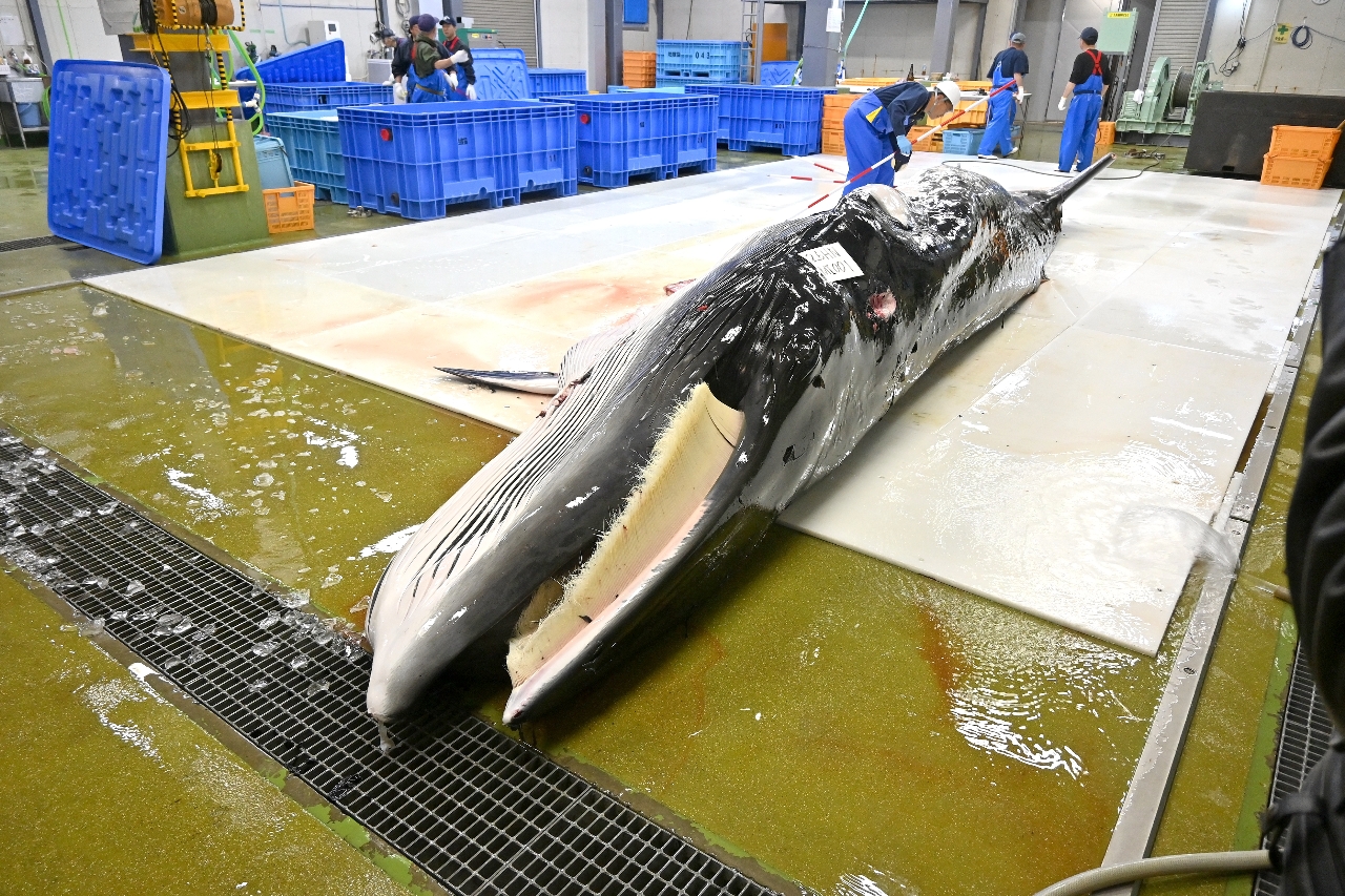 今季の商業捕鯨が終了 ミンククジラ11頭漁獲、過去最低/八戸港・大畑港
