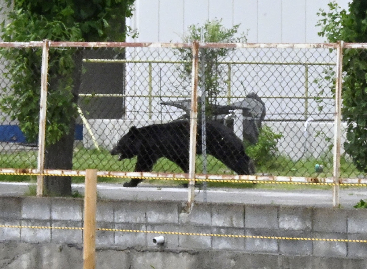 福島市内の会社敷地に侵入したクマ=6月