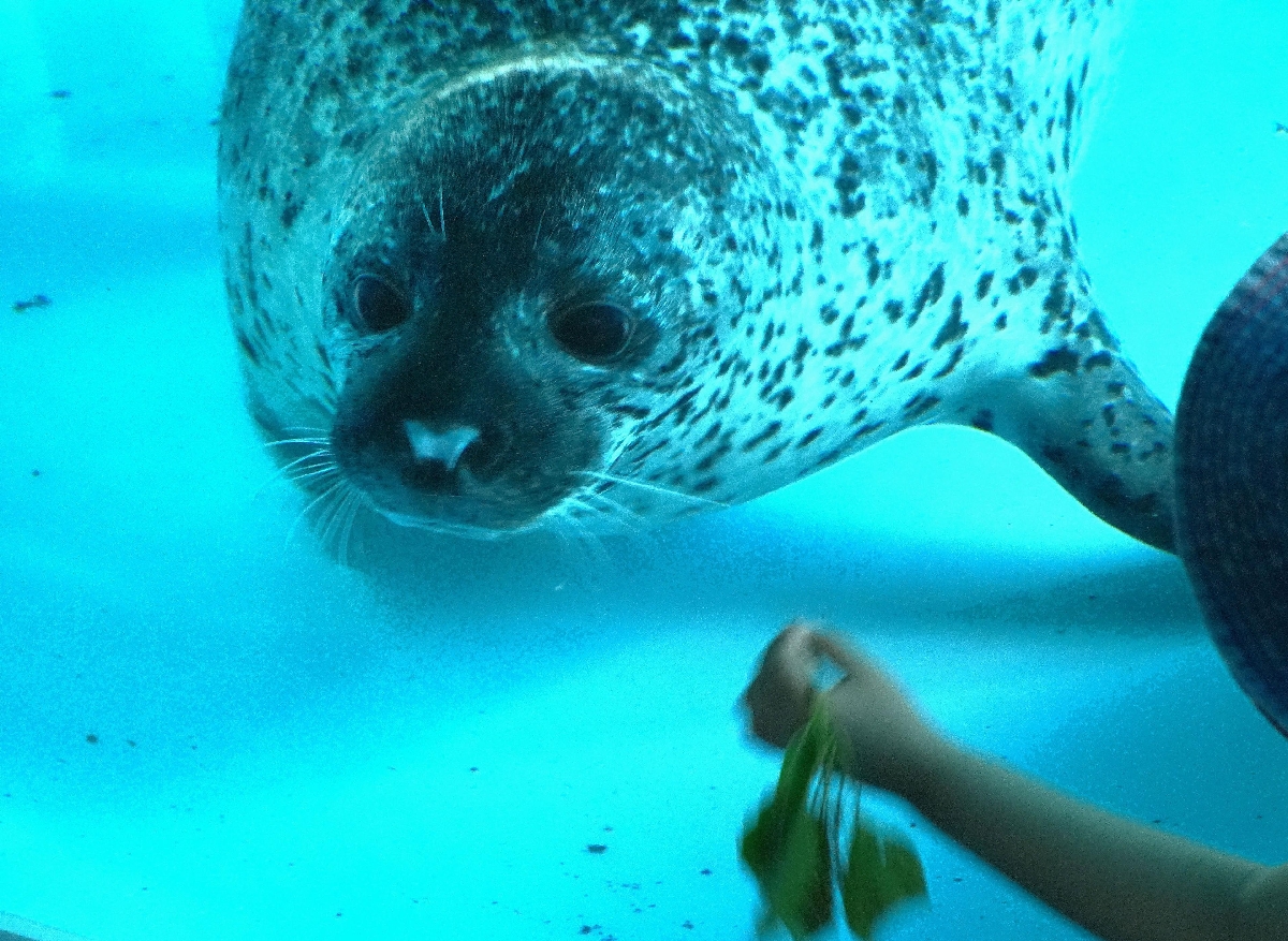 　見ている人の方に近づくゴマフアザラシ＝愛知県豊橋市の豊橋総合動植物公園