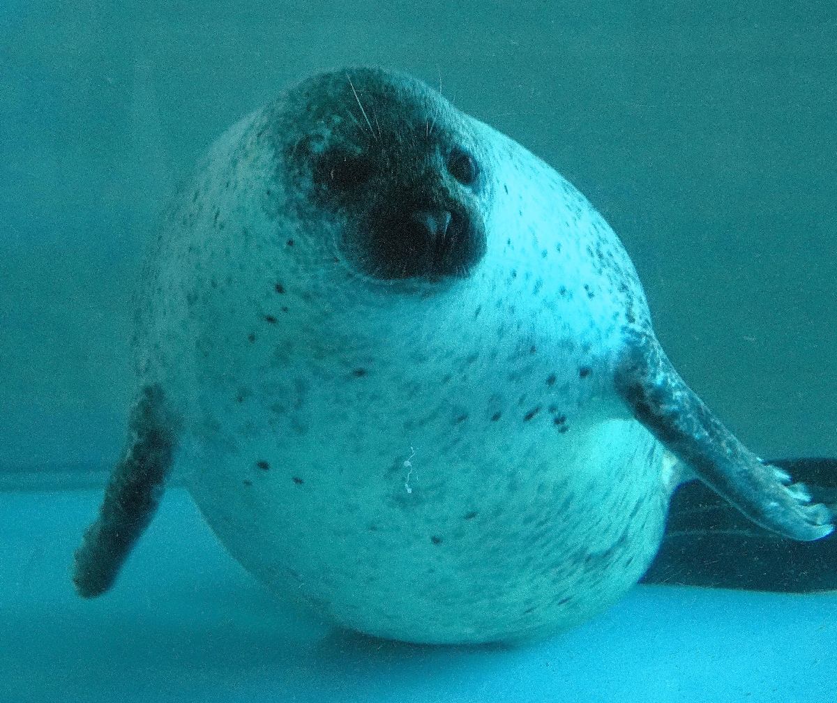 丸っこい体のゴマフアザラシ=愛知県豊橋市の豊橋総合動植物公園