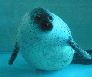 【生きもの大好き】ゴマフアザラシ 換毛の前にふえる体重