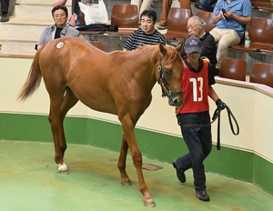 サラブレッド１歳馬競り　上場頭数最少23頭、最高値726万円／南部町・八戸家畜市場