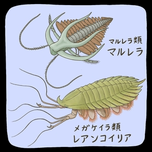 【古代のモンスター】きみょうな節足動物 マルレラ、メガケイラ