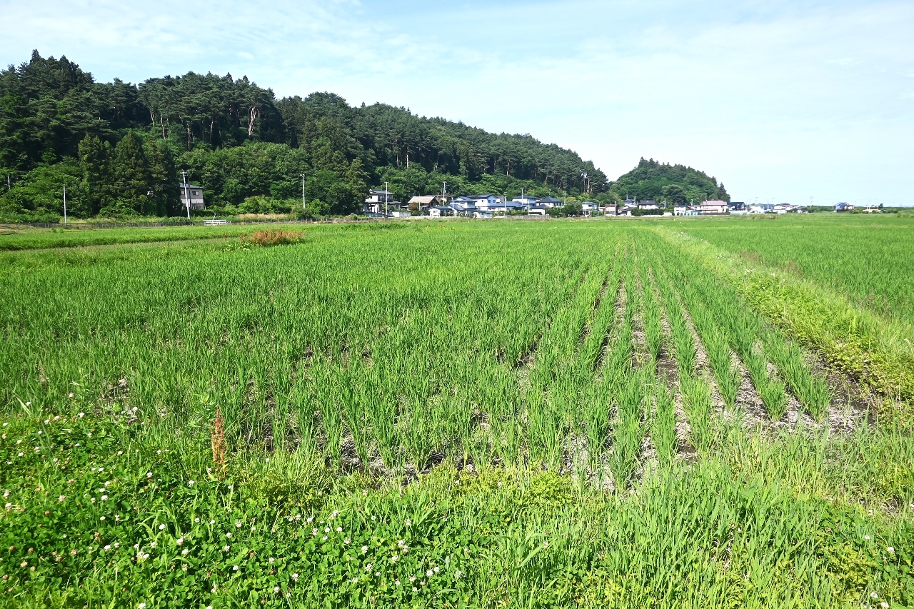 コメ作りが進む八戸市内の水田。青森県内の生産者や関係団体からは「需要に応じた生産」の必要性に理解を示す声が聞かれた＝８日[br][br][br]＝８日、八戸市
