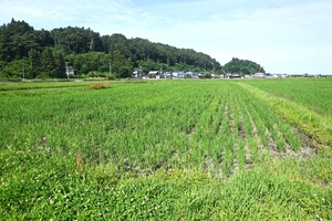 需要に応じた生産に理解 「実態に即した情報を」/改正食糧法成立、青森県内関係者