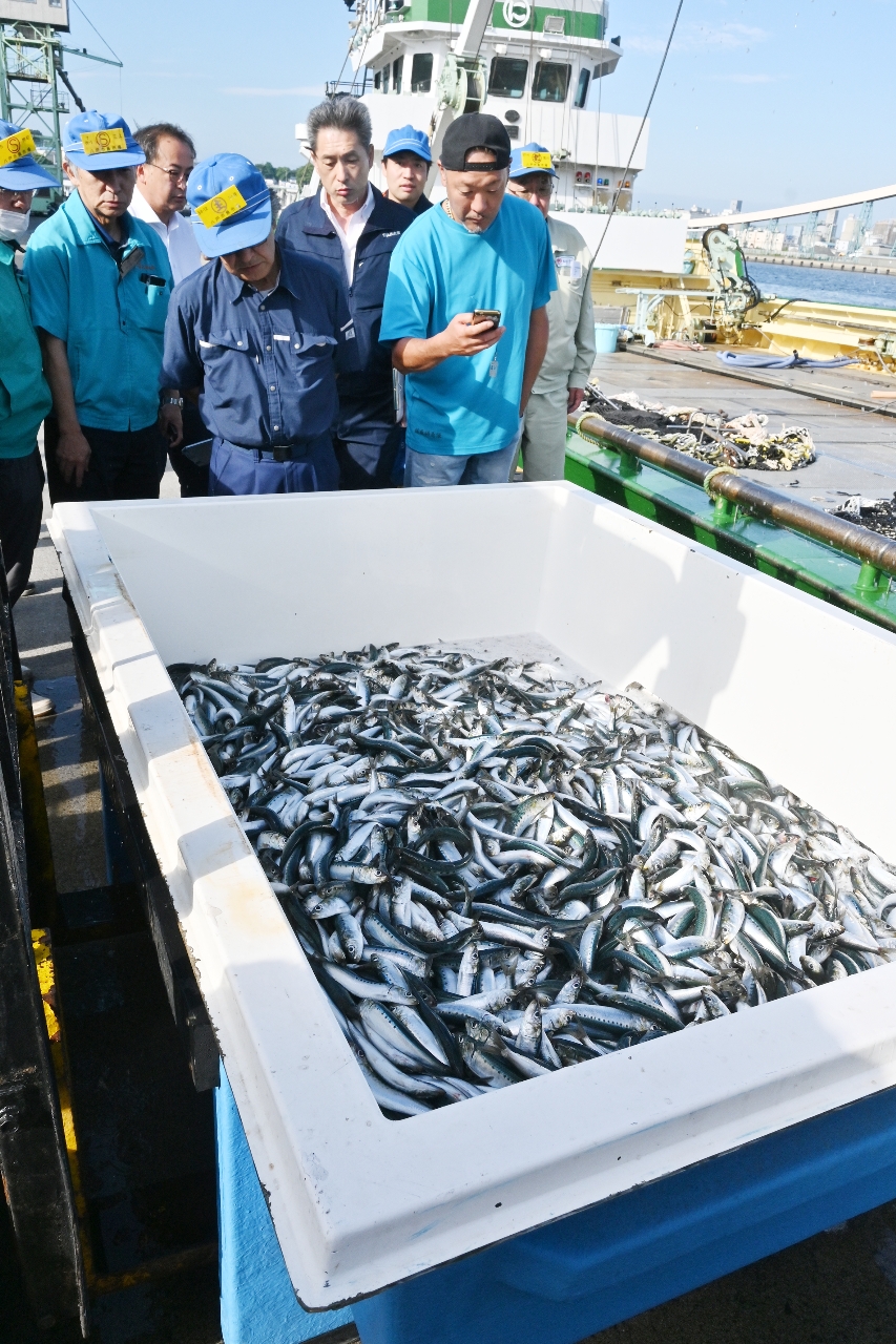 大中型巻き網船が八戸港に今季初めて水揚げしたマイワシ=10日、八戸市第1魚市場前