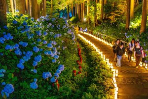 アジサイ、夕闇に浮かぶ　天台寺でライトアップ始まる／二戸