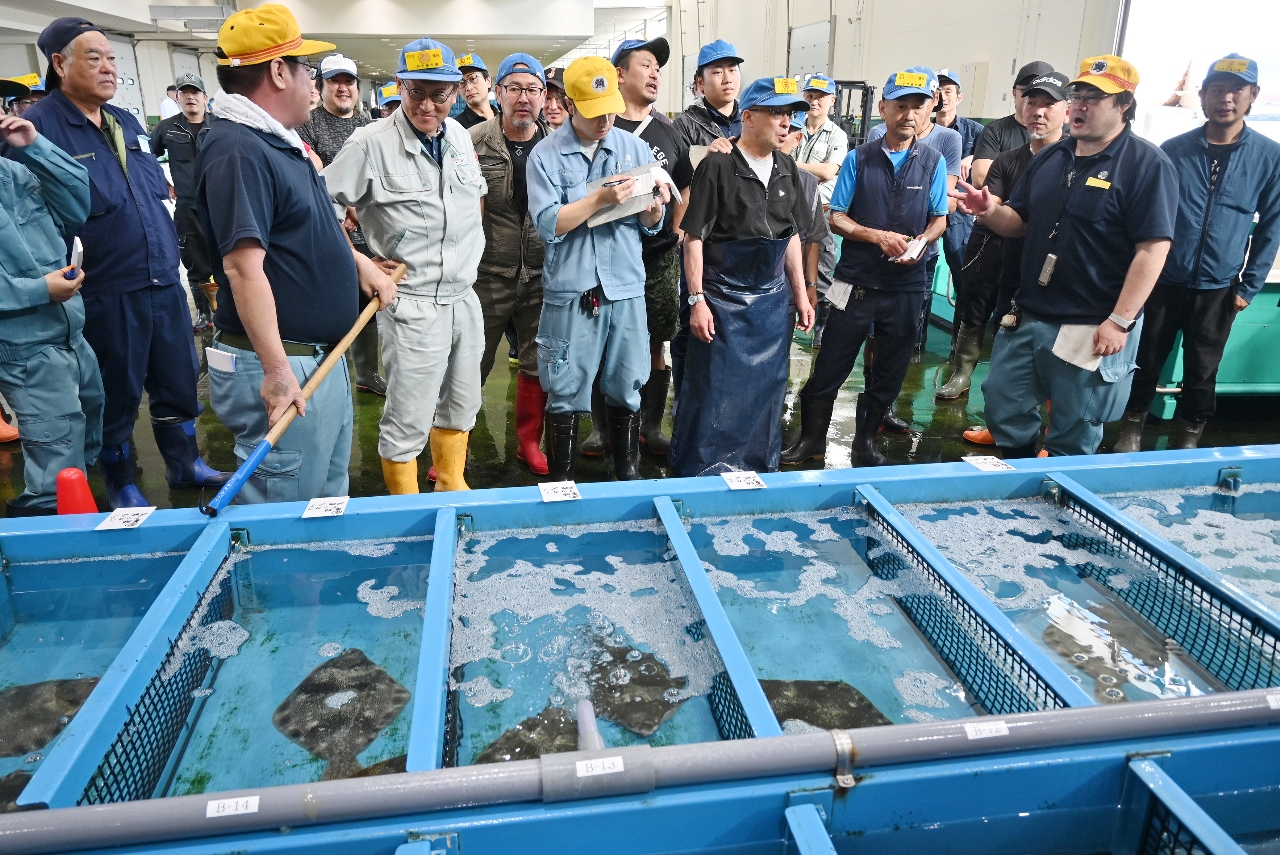 八戸市第2魚市場で行われた養殖マツカワの初競り=10日