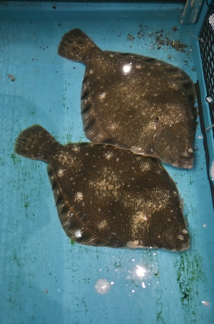 初競りで養殖マツカワPR 八戸、市場に活気