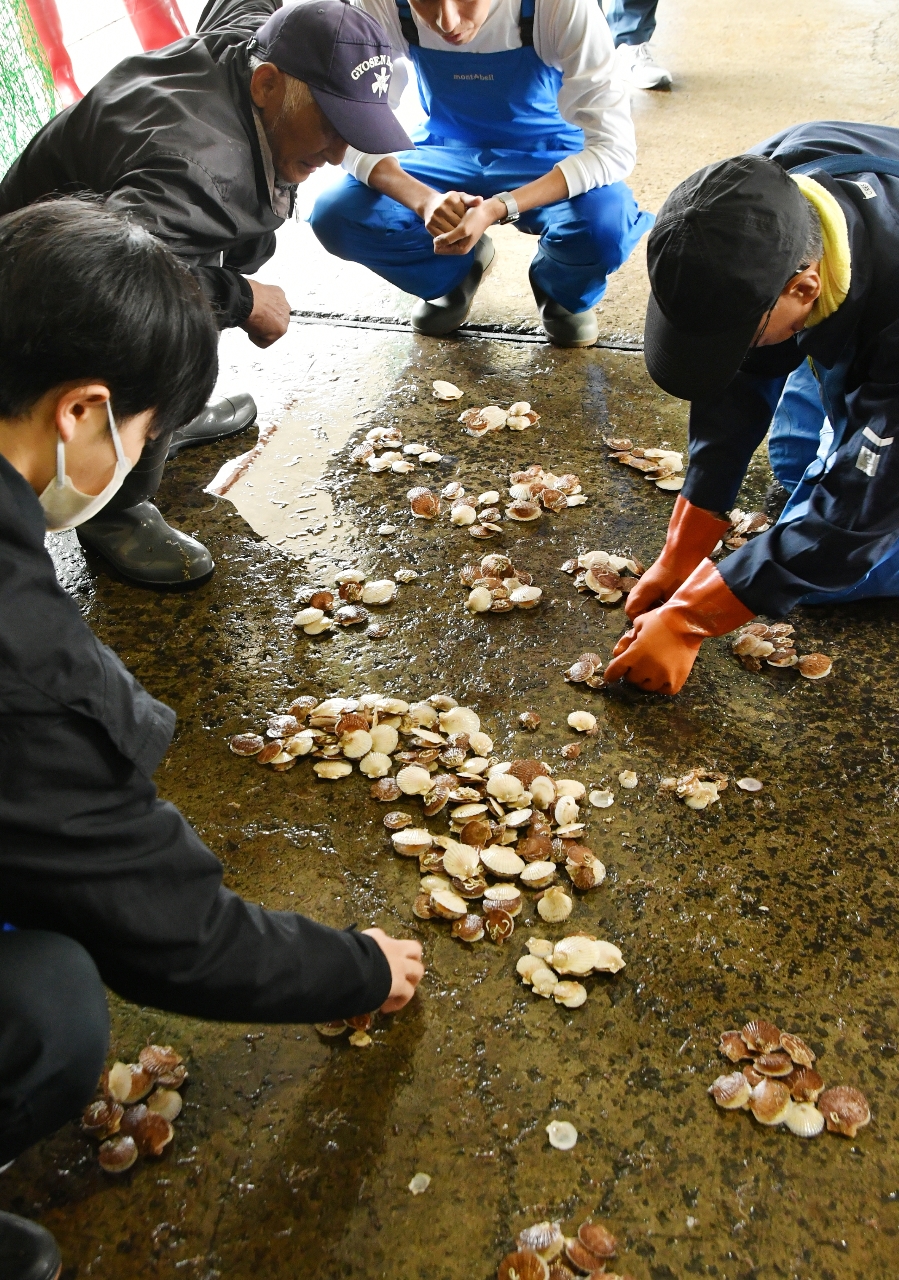 ホタテガイの生育状況などを調べる関係者=5月、むつ市