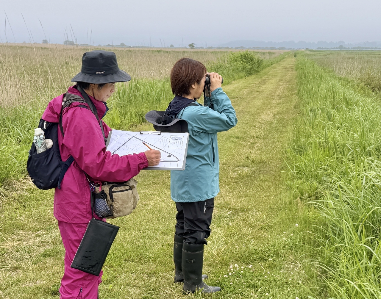 仏沼特別保護地区で鳥類の生息状況を確認する調査員＝６月２０日、三沢市（ＮＰＯ法人おおせっからんど提供）