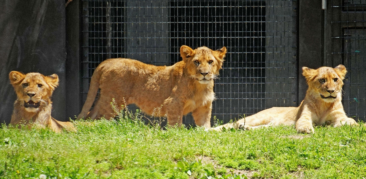 　ライオンの子どもたち＝愛知県豊橋市の豊橋総合動植物公園