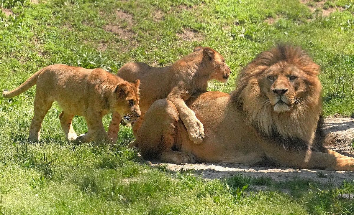 　お父さんライオンと子どもたち＝愛知県豊橋市の豊橋総合動植物公園
