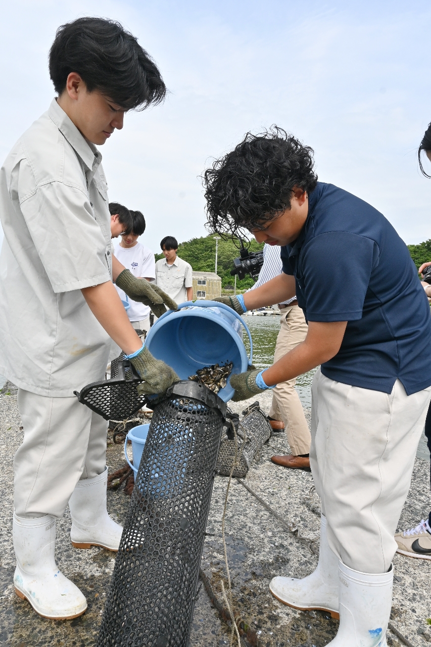 カキの稚貝をかごに入れる生徒たち＝１４日、八戸市鮫町