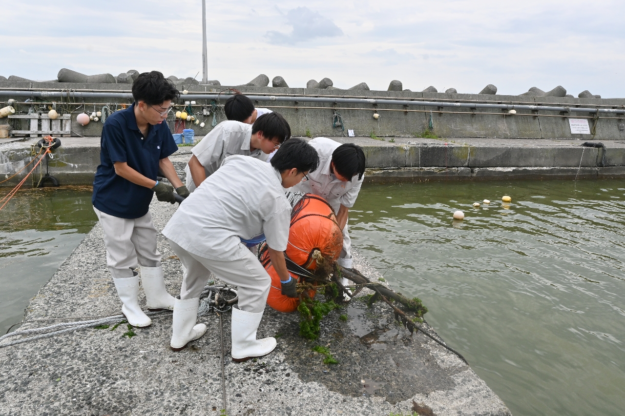 浮きを取り付けた水質センサーを港内に投入する生徒たち＝１４日、八戸市鮫町