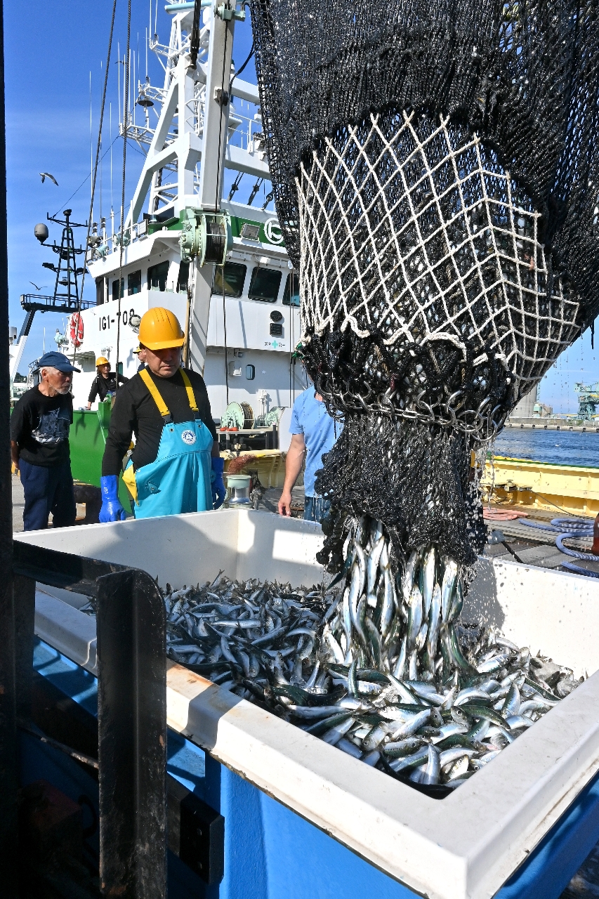 大中型巻き網船団が水揚げしたマイワシ＝１５日、八戸市第１魚市場前
