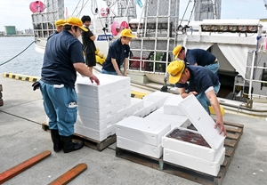 小型イカ釣り船のスルメイカ水揚げ活発化 八戸港