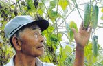 【紙面アーカイブから】味わい物語　糠塚キュウリ③　「元祖」守り続ける生産者