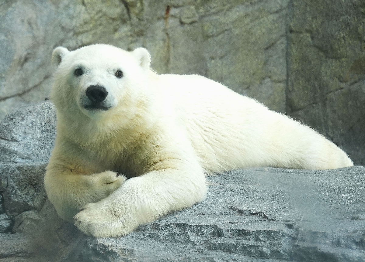 　ホッキョクグマのモモ太。はらばいでこっちを見る＝秋田県男鹿市の男鹿水族館ＧＡＯ