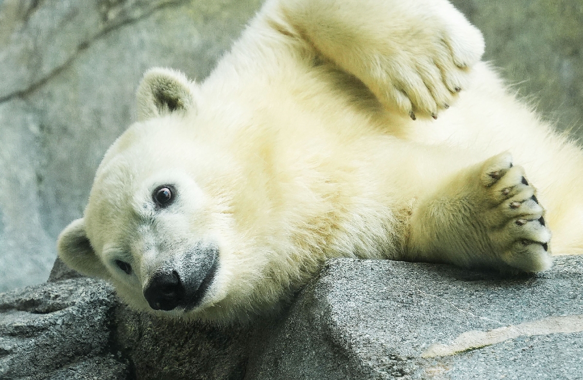 　ホッキョクグマのモモ太。気になる方を見た＝秋田県男鹿市の男鹿水族館ＧＡＯ