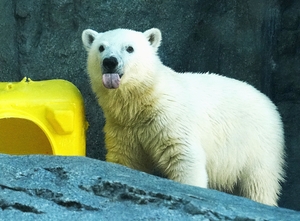 【生きもの大好き】ホッキョクグマ 暑い夏をすごすための工夫