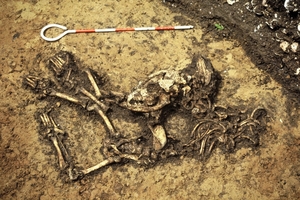【１万年の謎とロマン】（３）二ツ森貝塚（七戸町）　丁寧に埋葬された幼犬　特別な関係物語る